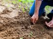 How To Plant Roses