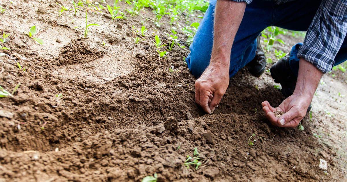 How To Plant Roses How To Plant Roses