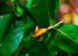 Pests & Diseases On Your Roses