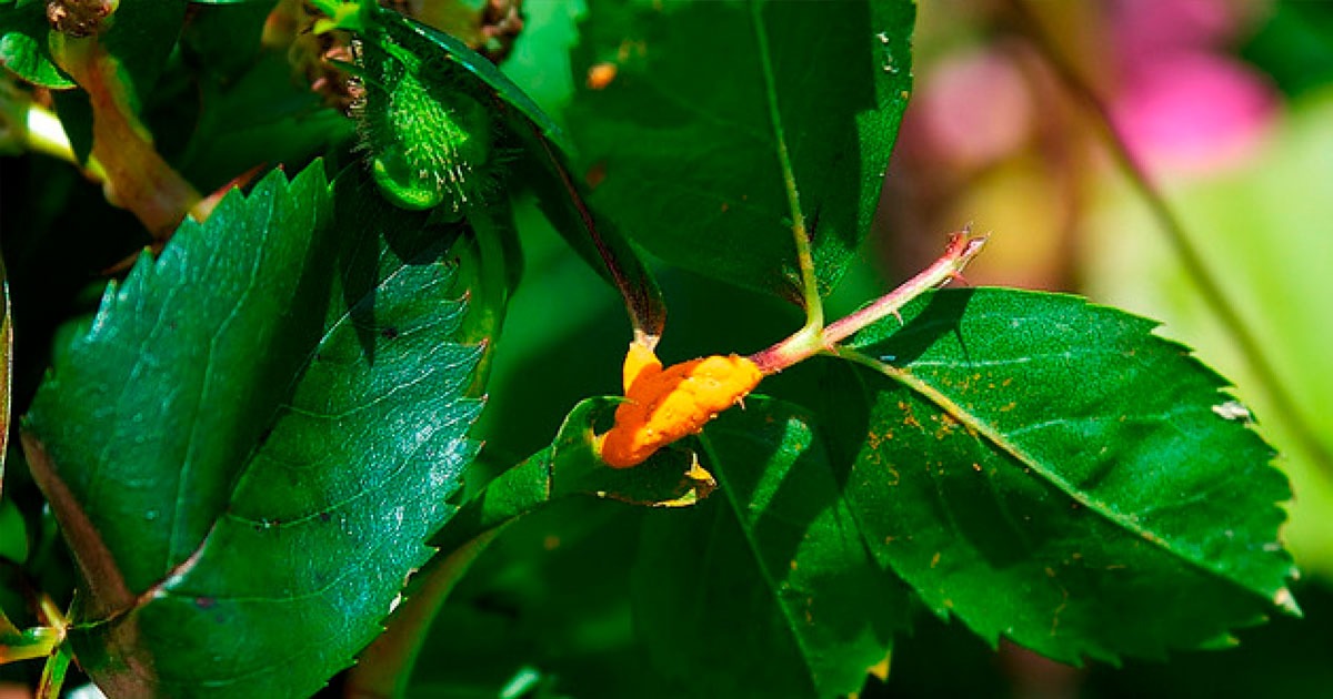 Pests & Diseases On Your Roses Pests & Diseases On Your Roses