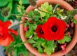 Planting Roses In Pots