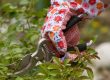 Pruning Your Roses
