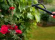 Spraying Your Roses