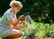 watering roses and feeding roses