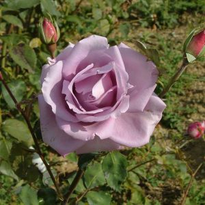 Blue Moon - South Pacific Roses