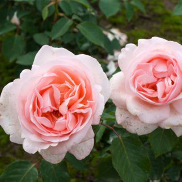 Claire - South Pacific Roses