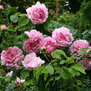 Constance Spry - South Pacific Roses