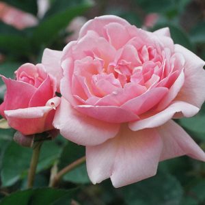 South Pacific Roses - Growers Of The Worlds Finest Roses