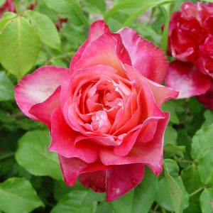 South Pacific Roses - Growers Of The Worlds Finest Roses