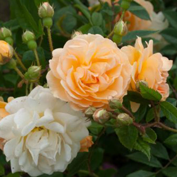 Ghislaine De Feligonde - South Pacific Roses