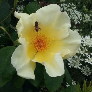 Golden Wings - South Pacific Roses