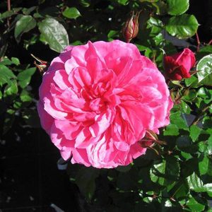 arua rose sunshine island rose