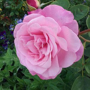 South Pacific Roses - Growers Of The Worlds Finest Roses