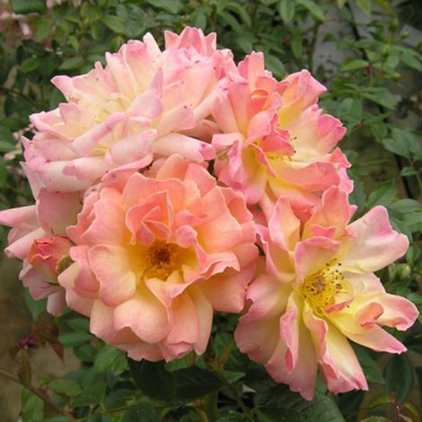 Phyllis Bide - South Pacific Roses