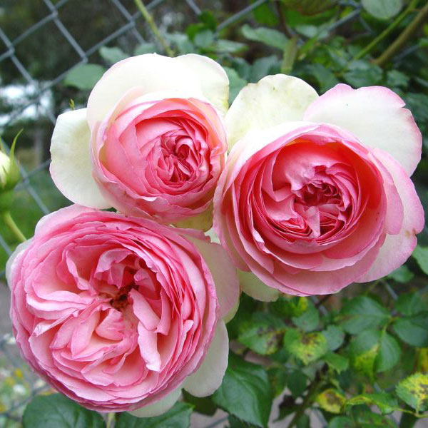 Pierre de Ronsard (Eden Rose) MAY DELIVERY! - South Pacific Roses