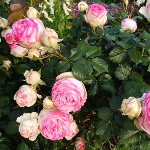 Pierre de Ronsard (Eden Rose) - South Pacific Roses