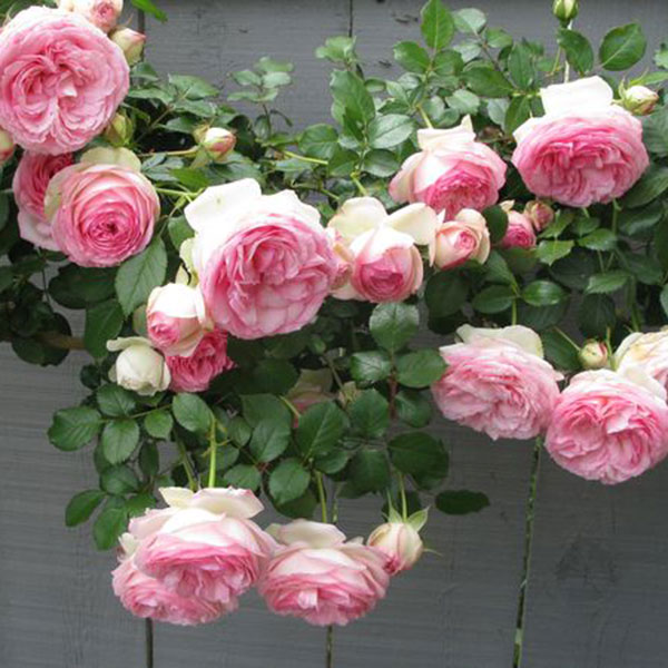 Pierre de Ronsard (Eden Rose) MAY DELIVERY! - South Pacific Roses