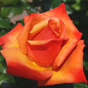 South Pacific Roses - Growers Of The Worlds Finest Roses