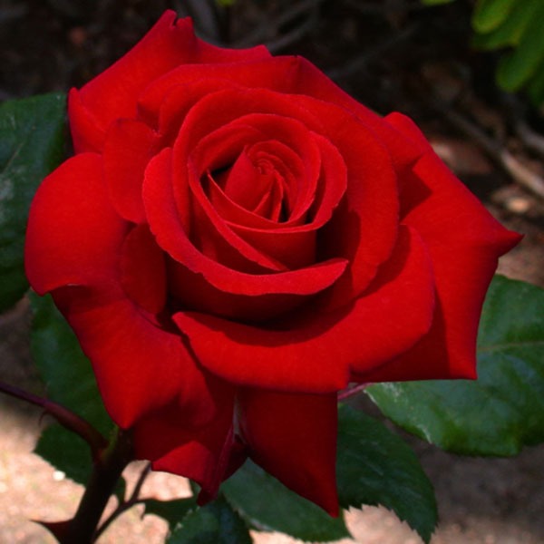 Ruby wedding clearance rose