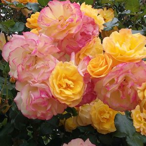 South Pacific Roses - Growers Of The Worlds Finest Roses