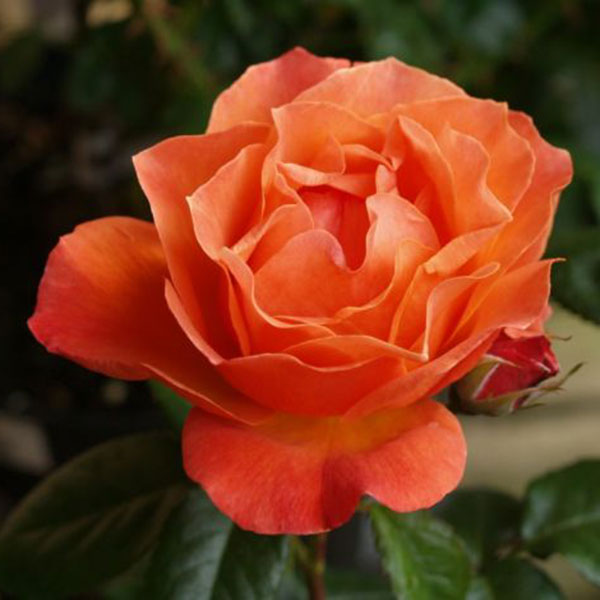 Standard Fellowship - South Pacific Roses