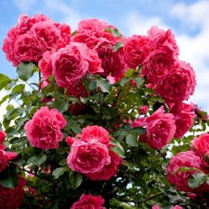 South Pacific Roses - Growers Of The Worlds Finest Roses