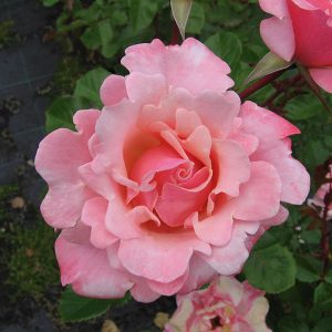 South Pacific Roses - Growers Of The Worlds Finest Roses