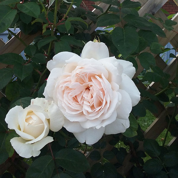 Vintage Cream - South Pacific Roses