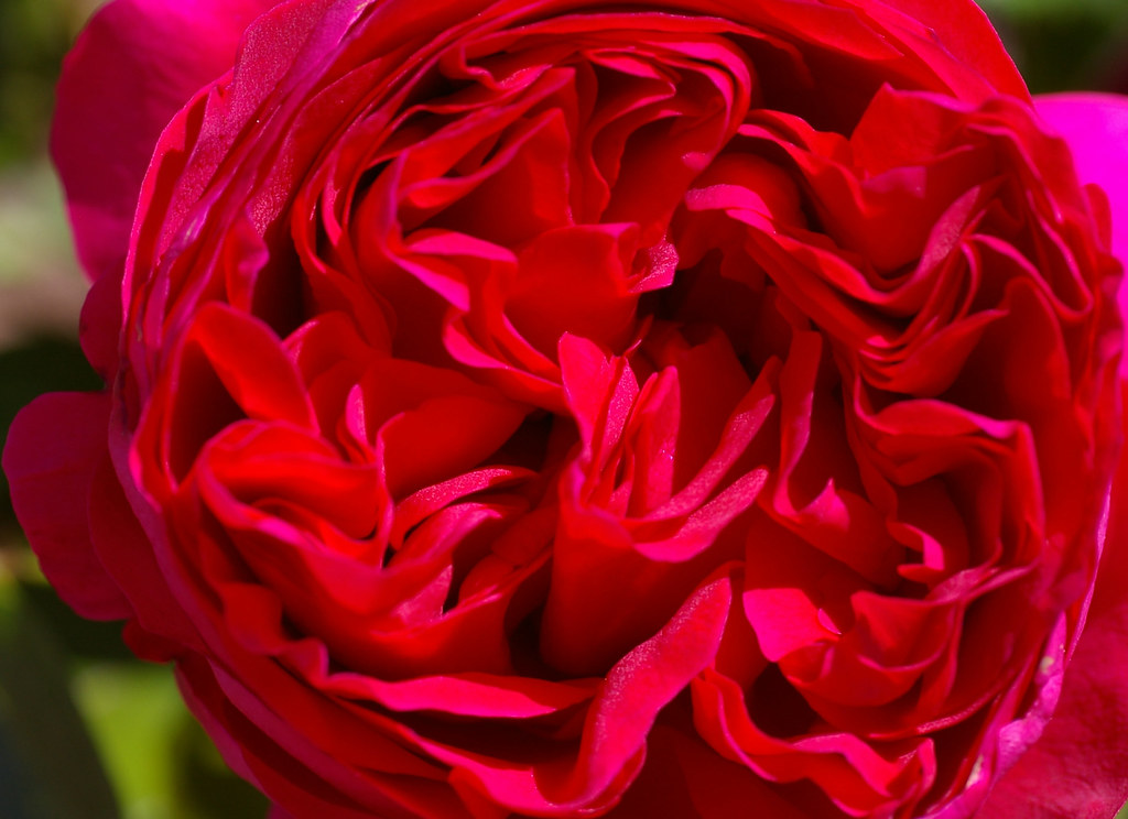 Red Pierre de Ronsard MAY DELIVERY - South Pacific Roses