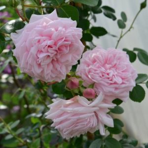 South Pacific Roses - Growers Of The Worlds Finest Roses