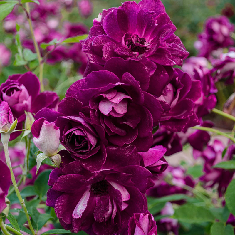 Standard Burgundy Iceberg (MAY DELIVERY) - South Pacific Roses