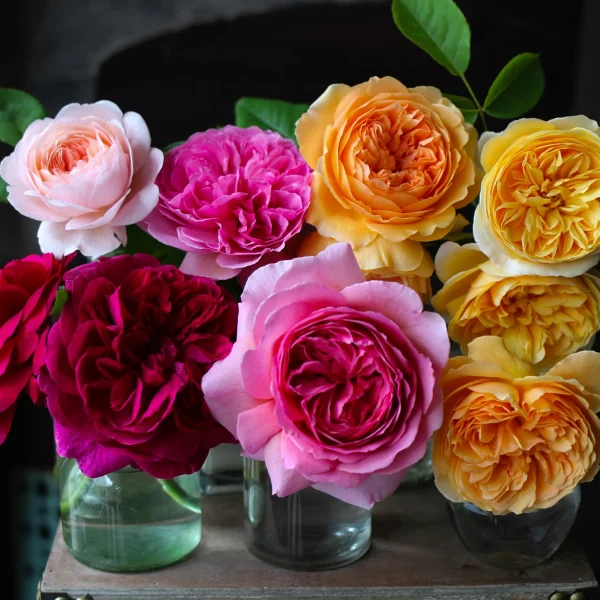 English Rose Selection ($25 per plant)