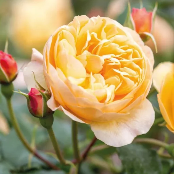 Standard Ausowlish (80cm) (MAY)