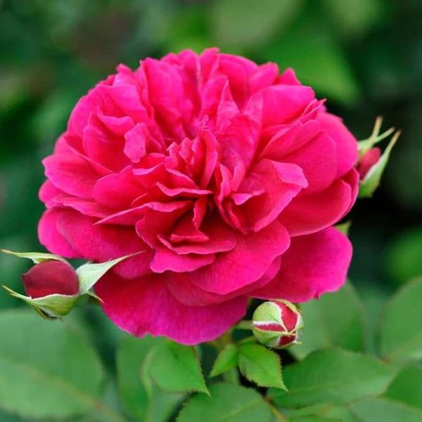 Tess of the D'Urbervilles