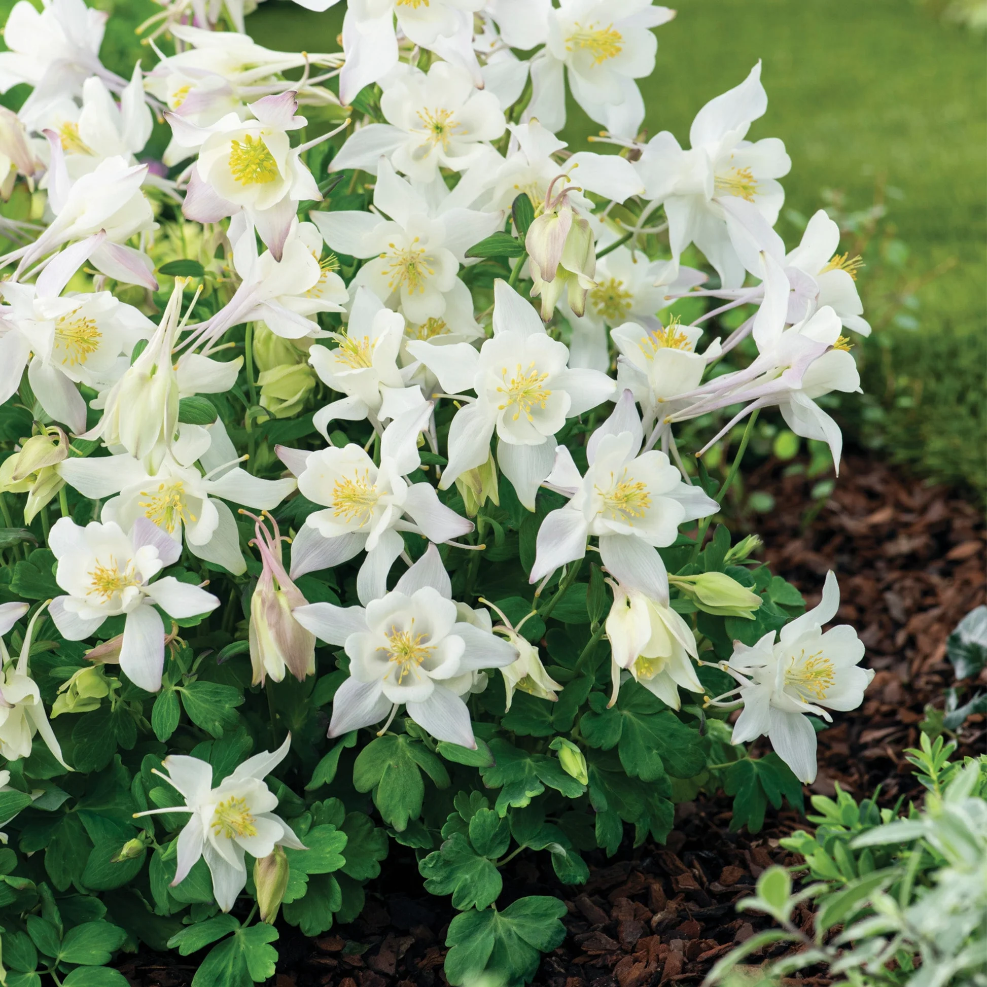 Aquilegia Earlybird White