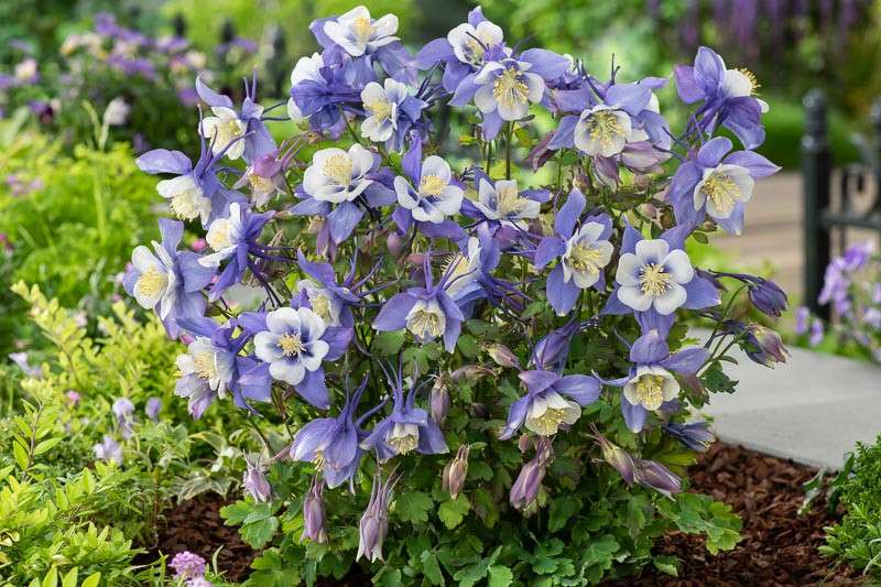 Aquilegia Earlybird Blue White