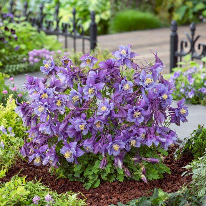 Aquilegia Earlybird Purple Blue