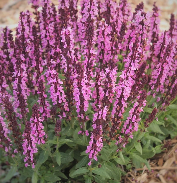 Salvia New Dimension Rose