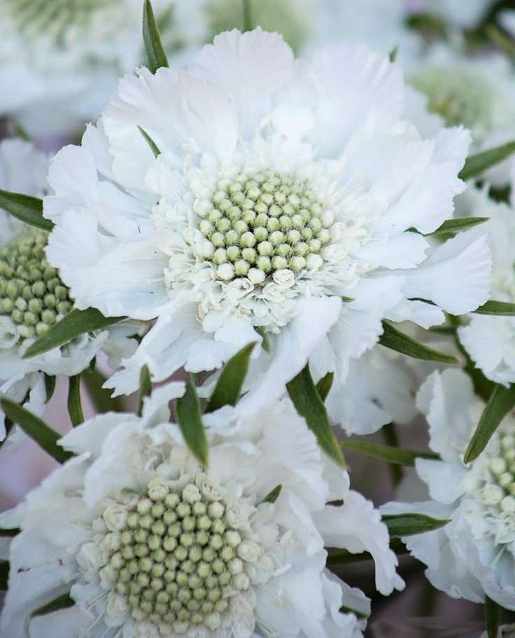 Scabiosa Fama White