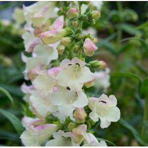 Penstemon Arabesque Appleblossom