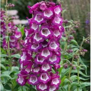 Penstemon Arabesque Violet