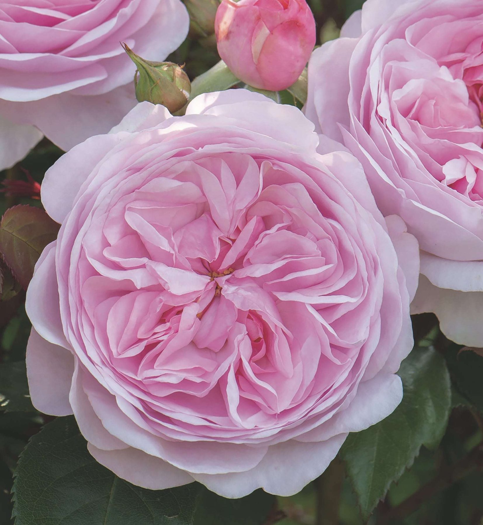 Standard Ausmixture (80cm) (May)