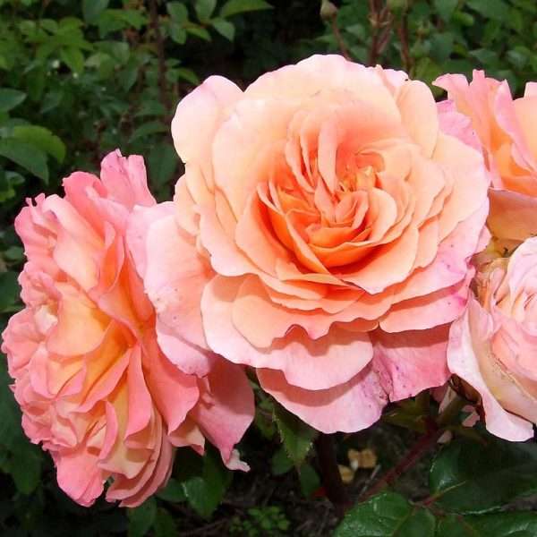 Standard Hayley Westenra (80cm) (MAY)