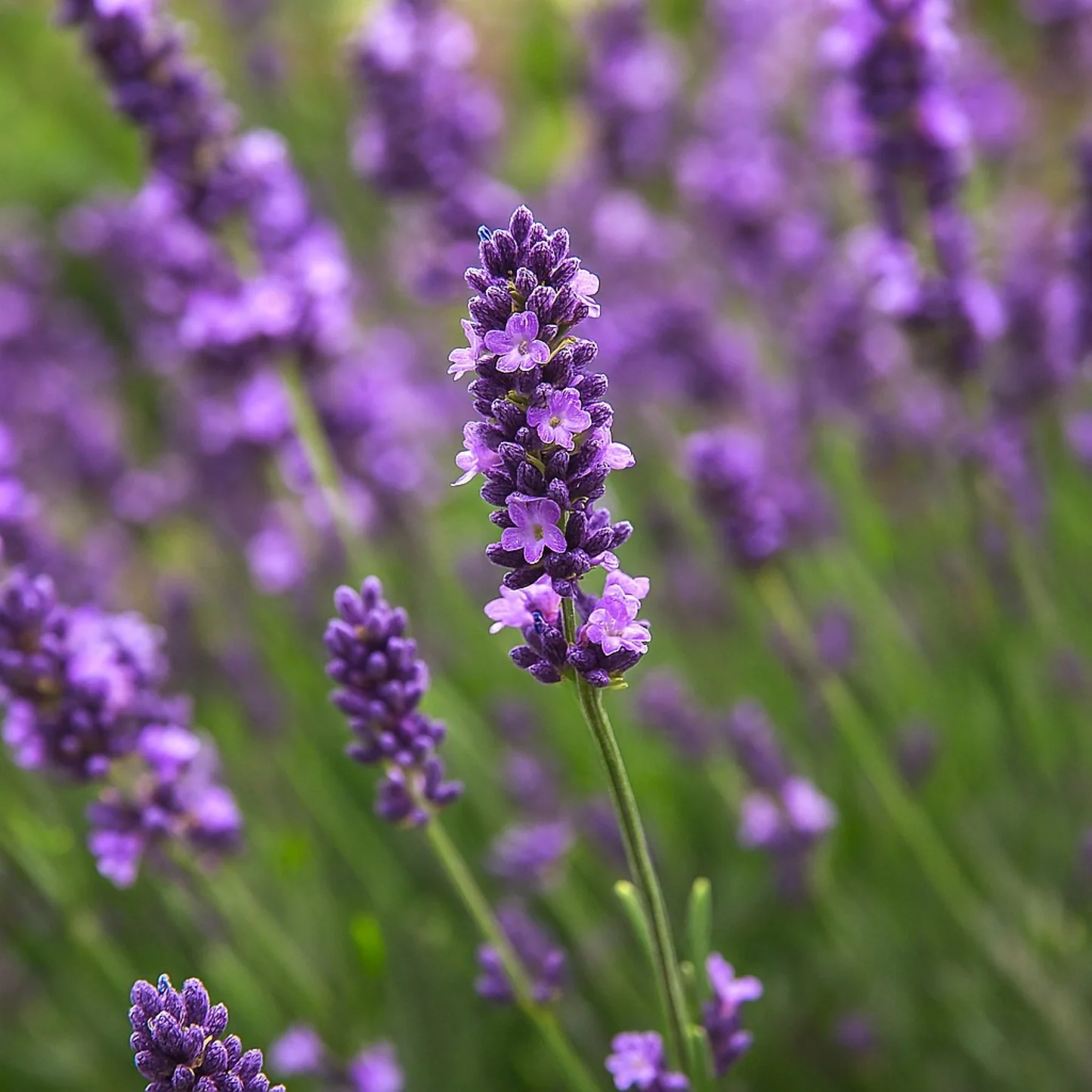 Lavender Hidcote