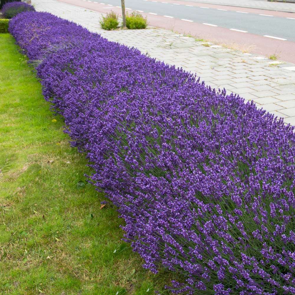 Lavender Hidcote - Image 2