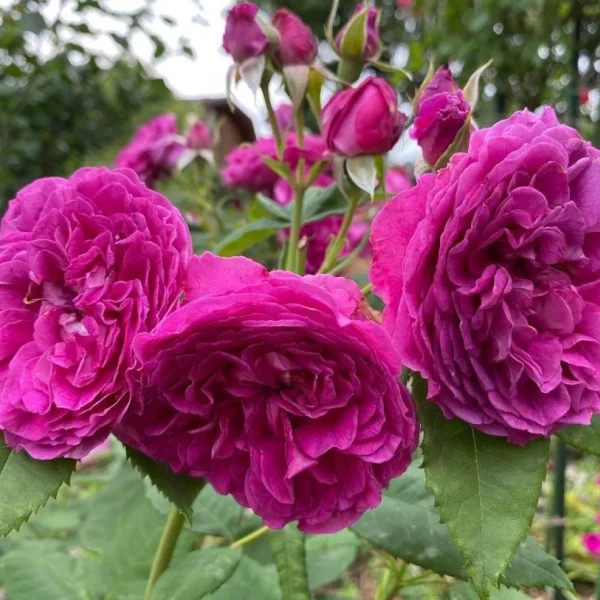 Purplelicious